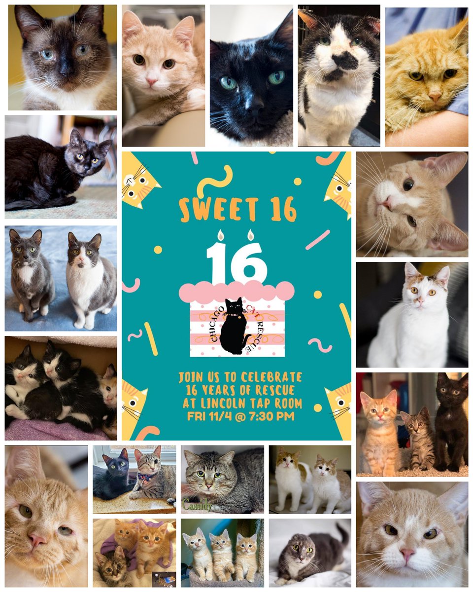 Happy National Cat Day! 
Come join us Friday, Nov 4th as we celebrate our 16 years of rescue and our love for cats! 
buytickets.at/chicagocatresc…

#sweetsixteen #sixteenyearsofcatrescue #sixteenyearsofcatrescue #party #charityevent #chicagocats #makeadoptionyourfirstoption