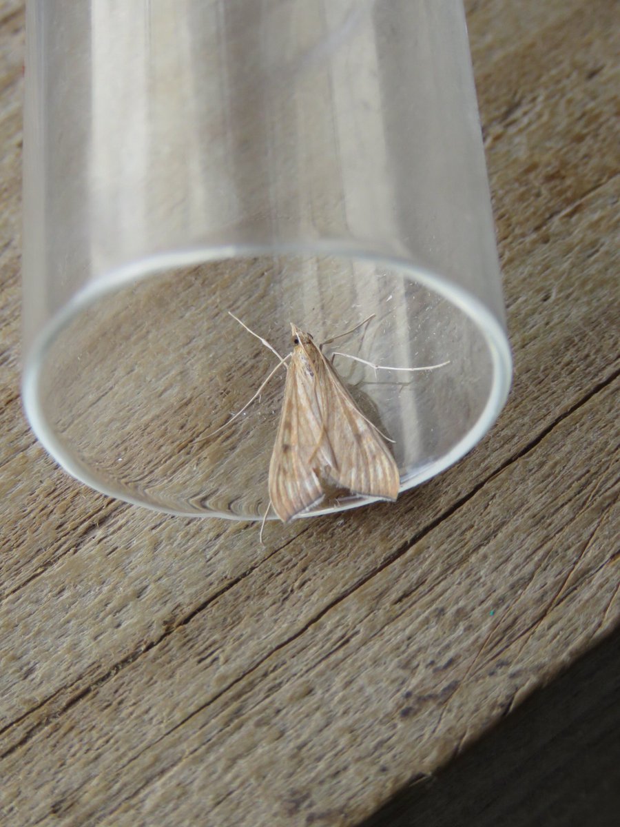 The other moth highlight was this Antigastra catalaunalis - a long awaited new species for the Observatory. A bit of a record shot but gives the idea.