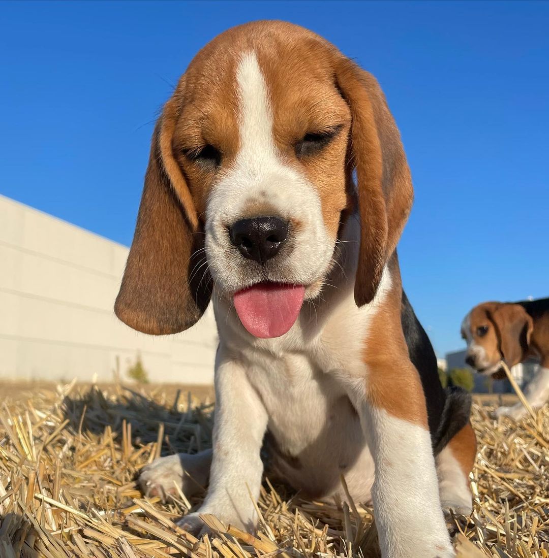 So Funny
#beagle #NationalCatDay #campingWorld #Caturday