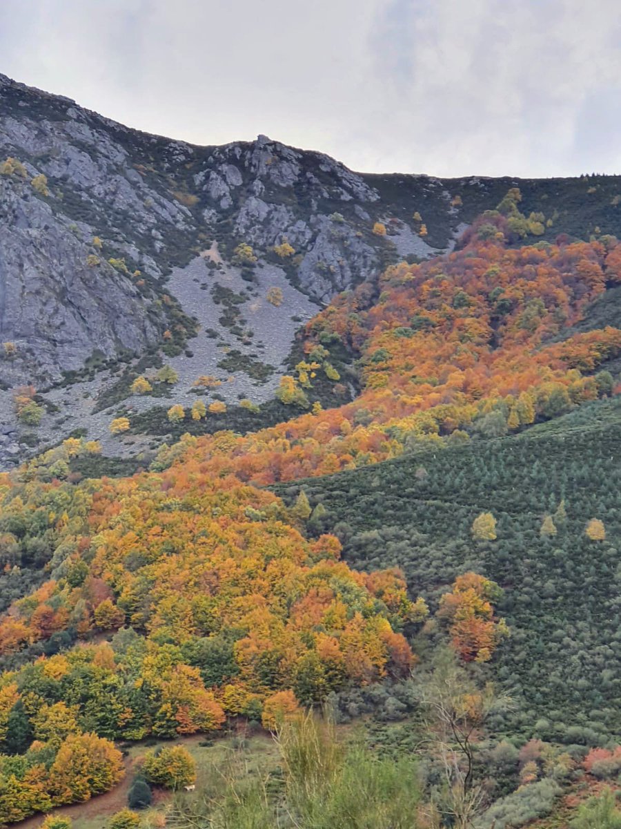 teretesanchez68's tweet photo. #Otoño🌰🍂🍁🍃
#paisajesentreasturiasyleón https://t.co/97Xtuh6TO3