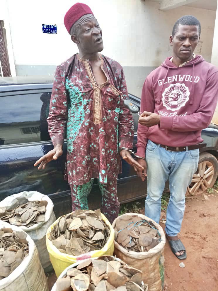 ofir_ofir's tweet photo. Cameroon - 2 traffickers arrested with 180kg scales of giant pangolins. They smuggled the 7 sacks from the  south of the country to Yaounde where they were arrested. Great work of the LAGA team with the authorities. 

#wildlifelawenforcement
#wildlifecrime
#illegalwildlifetrade https://t.co/jmPQ0b1Uec