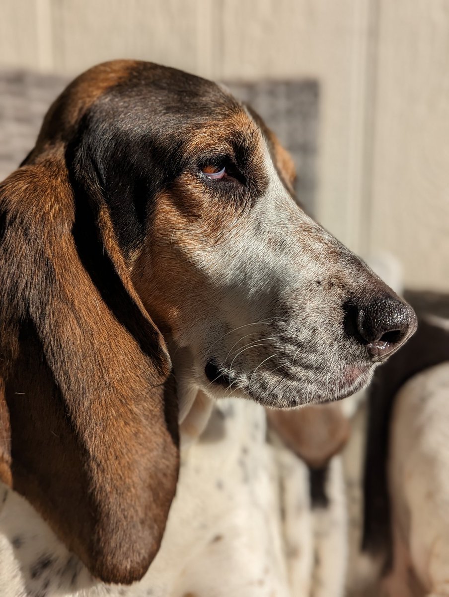 Django would like to wish you all a proper Gm 🌄