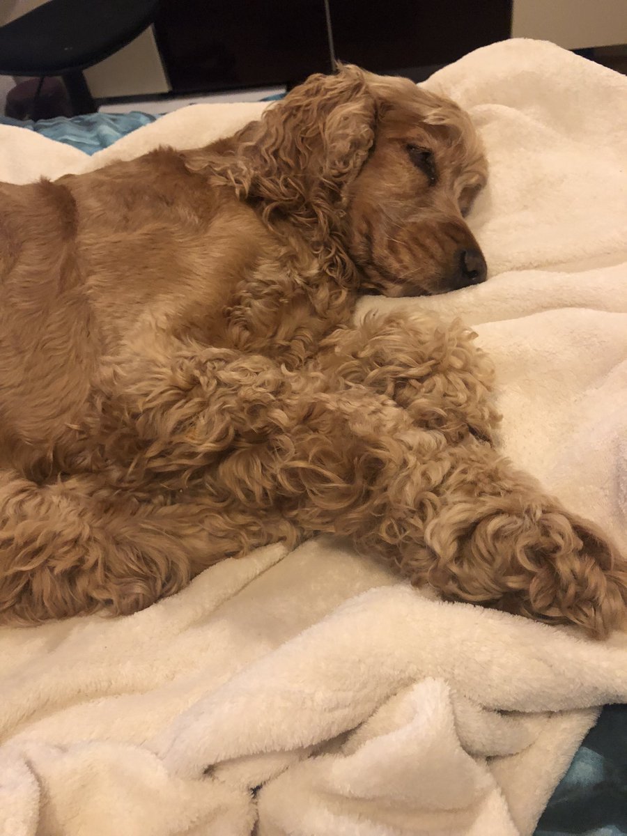 #DogCelebration #DogsOnTwitter

Today I had to let Diggy go, he left us peacefully at home but the hole he’s left feels like the biggest void in my chest.

The page will be absent for a while. It hurts too much. Love you baby boy to the moon and back! I wish we had more time. 💔