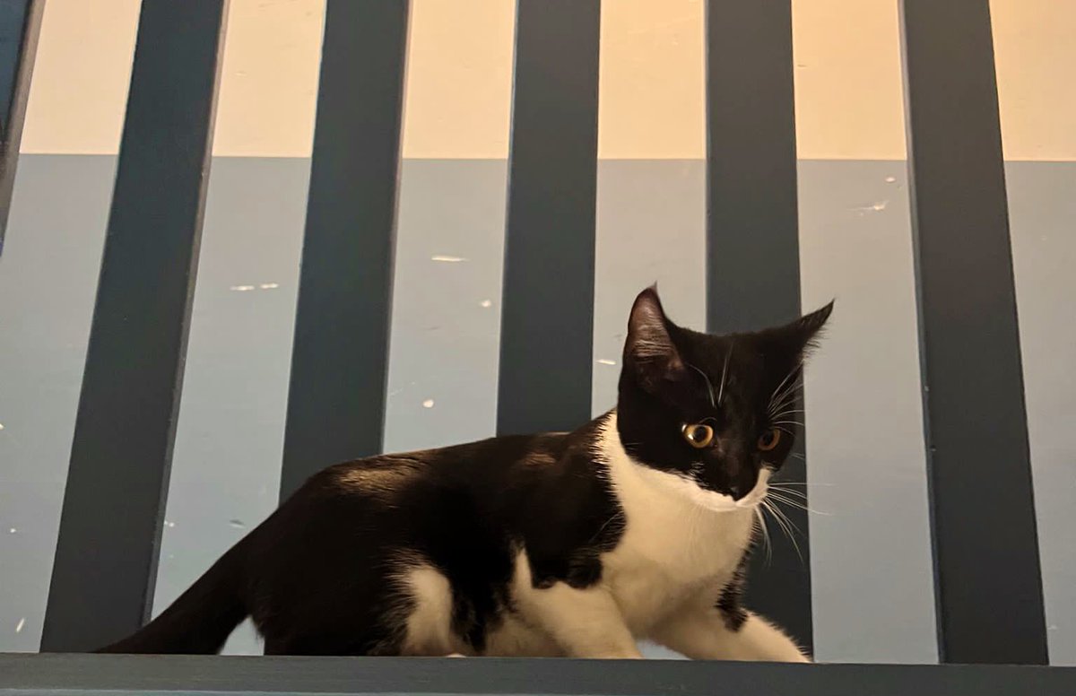 Dierenambulance Amsterdam tweet media