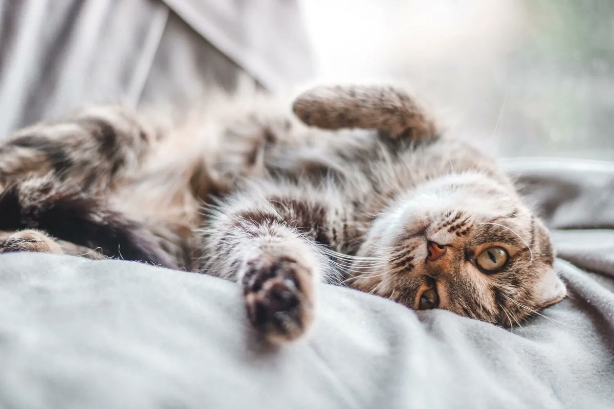Thinking about getting a cat, but maybe you’ve heard that you can’t rehome a cat without a garden, or if you live near a main road…  Read more about four common adoption myths....cathub.co.uk/hub-blog/adopt… 😺 😺 😺 #Caturday #CatsOnTwitter #CatsOfTwitter