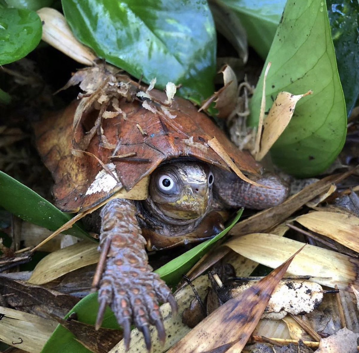 turtletweets's tweet photo. This Vietnamese Black-breasted Leaf Turtle may look like he’s just been jump-scared 👻😳 but are notorious and beloved for their big wide owl eyes. They are actually great hunters as a result and can even focus on two separate things at a time, like a chameleon! https://t.co/vyvVojSG8h