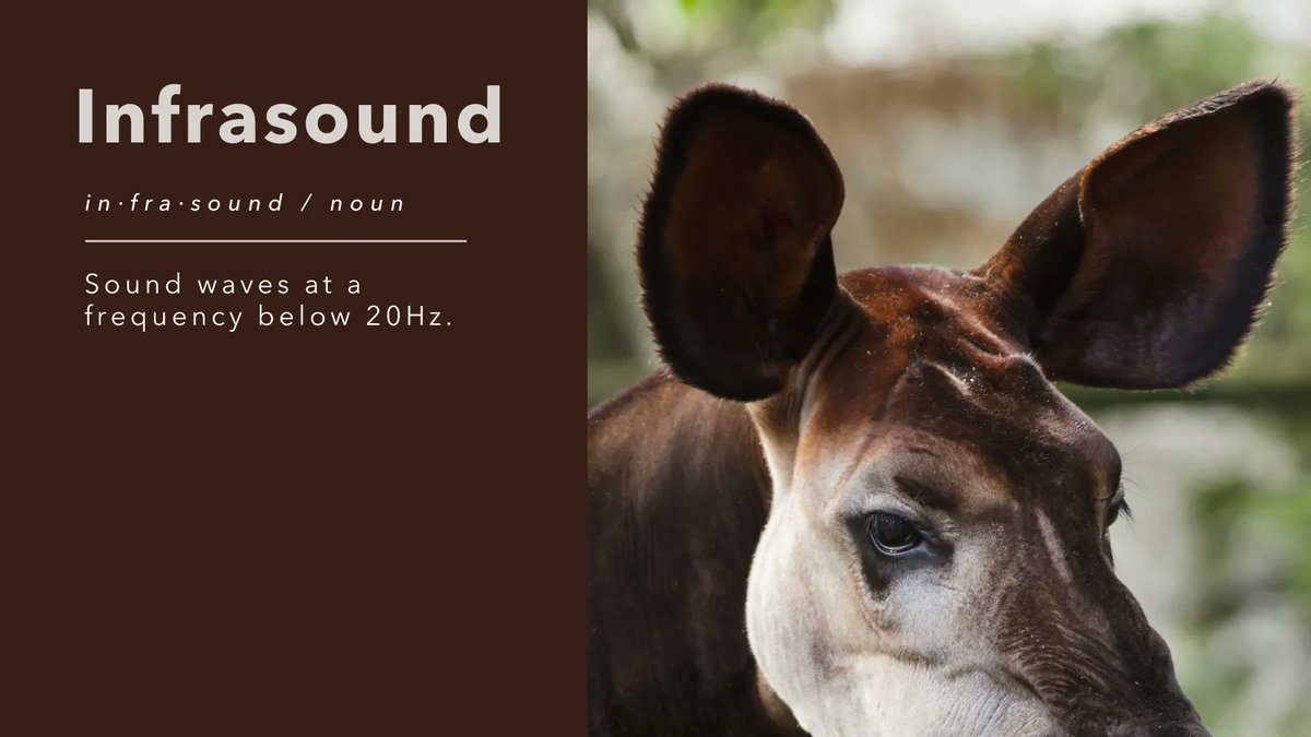 Okapi can hear and communicate through infrasonic calls. These calls occur at frequencies below 20Hz and are generally inaudible to humans and their main predator, leopards. 
#okapi #okapiconservation #endangered #endangeredspecies #africa #drcongo #conservation #wildlife