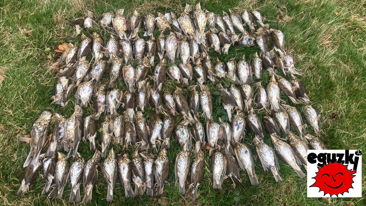 EguzkiEH's tweet photo. Las masacres de miles de zorzales (malvices)en la CAV y Navarra en temporada de caza rozan lo enfermizo. Fotografía de ayer, junto a un puesto de caza de Navarra con más de 100 zorzales (zorzales comunes, alirrojos, charlos) acribillados en sólo un par de horas. ¡De vergüenza! https://t.co/MT2QxpHsOX