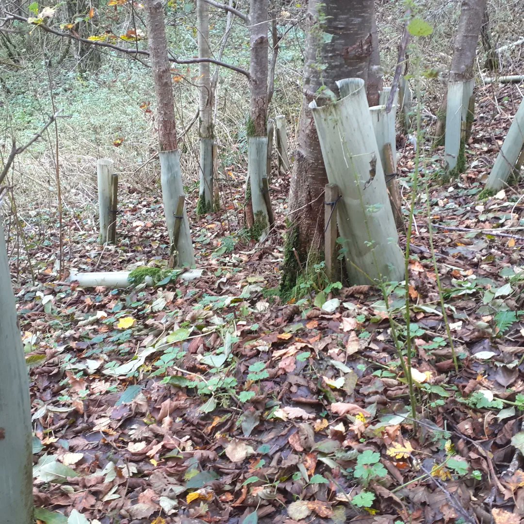 carbonchoicesuk's tweet photo. Volunteering to remove 2000 of these horrible plastic treeguards. They strangle the growing trees and disintegrate into tiny pieces of plastic.
#treeguards #Dunblane #plasticfree @DunblaneCC @DunblaneTweets https://t.co/mc7QnjEp3I