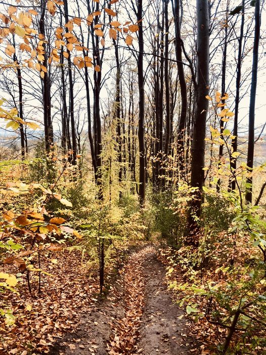 RidgeRunners3's tweet photo. Just a month to go until the Machen Trail Races
https://t.co/5X7lFD7NGU

Autumn trail running has so much to offer. Even if it is harder to see the trails under all those leaves! Don’t hang up those trail shoes until the spring, join us for autumn and winter adventures https://t.co/TaTMek4M9t
