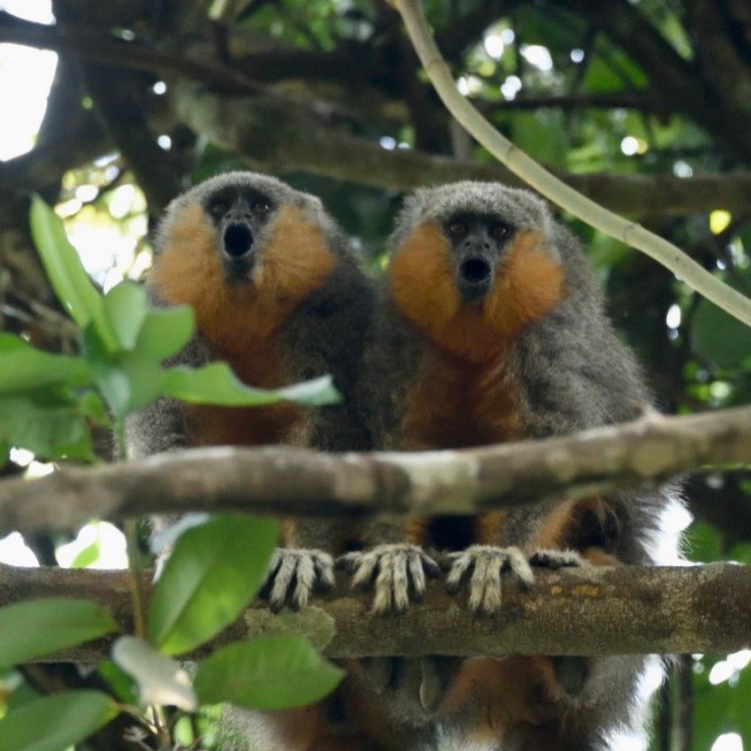 The Brazilian state of Mato Grosso is excellent for primate-watching.  With 29 species, including two recently described endemics (Schneider's Mt sharmoset, Mico schneideri) and the Mato Grosso Titi Monkey (Plecturocebus grovesi), it should be high on your list to visit