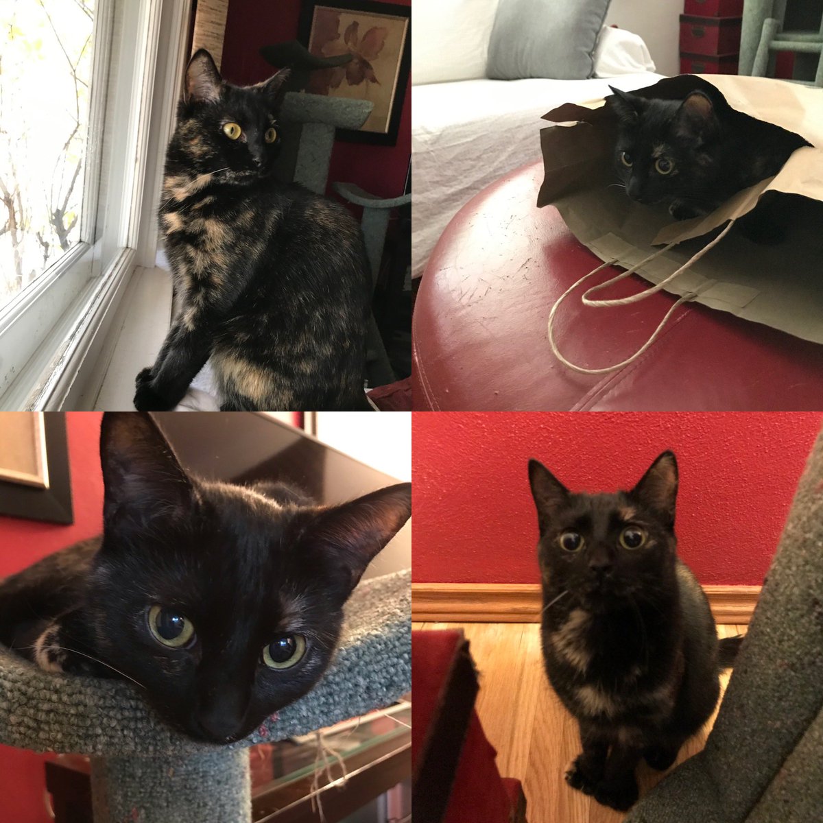 SAFE Team Rescue tweet media