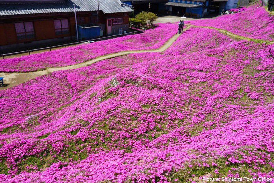 Goodable's tweet photo. In Japan, this man learned his wife was going blind, so he spent two years planting thousands of flowers in their garden.

He did so that when she lost her eyesight, she could still smell them and know they were there. https://t.co/EY50zJ9BxV