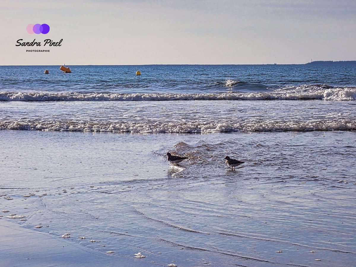 Sandra_Pinel's tweet photo. “Il faut laisser l'eau se calmer avant de s'y baigner.”
Charles Hamelin
#mouette #seagull #goeland #oiseaucotier #plage #beach #ocean #loireatlantique https://t.co/VkLVvyiLjc