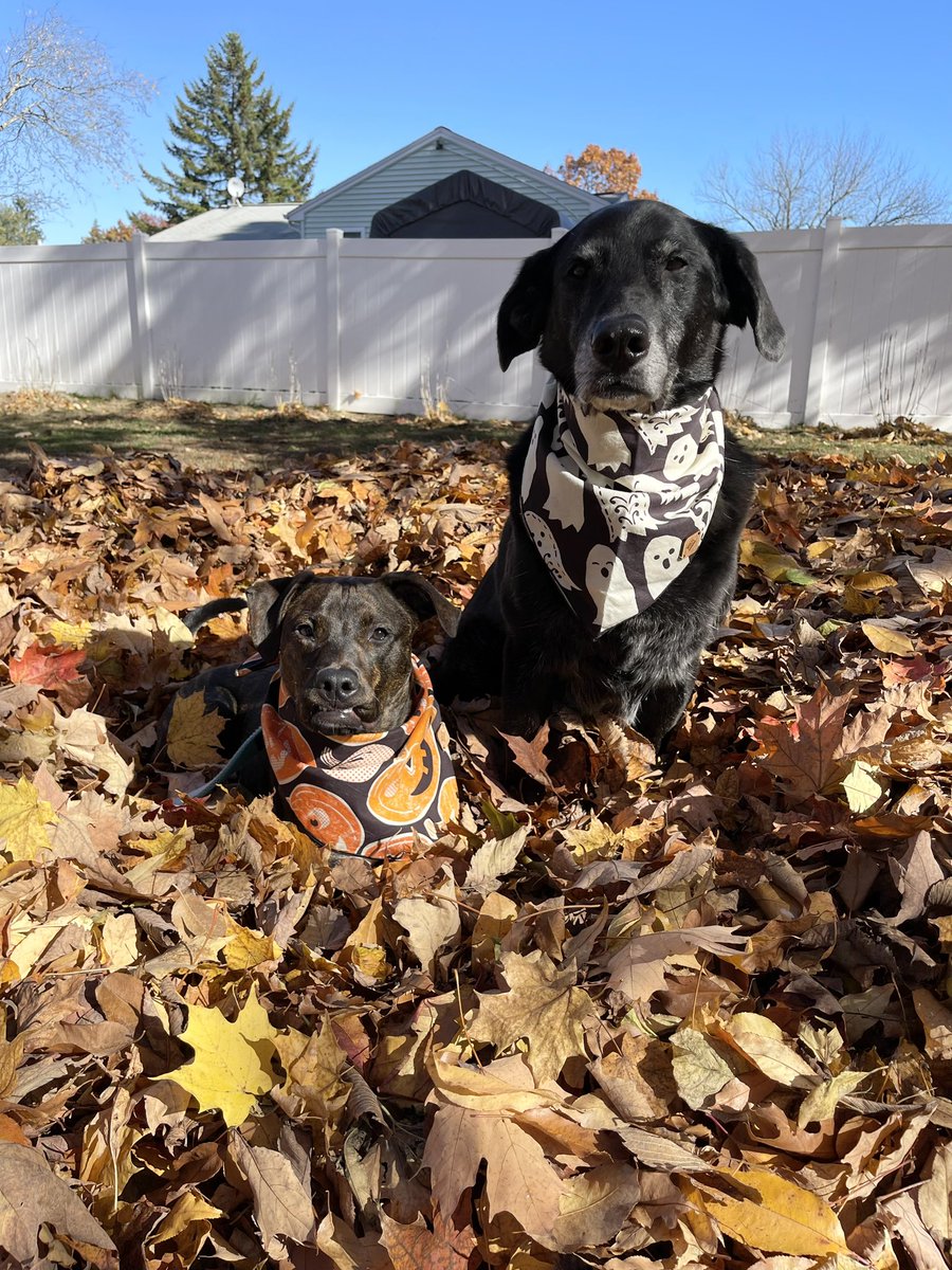 Happy #seniorpupsaturday from our freshly made leaf 🍁 pile. 😉🤣🤣🧡#rosieandriley

#Fall #leaves #Saturday #DogsOnTwitter #dogsoftwitter #dogtwitter #31daysofhalloween #seniorpup #puppy