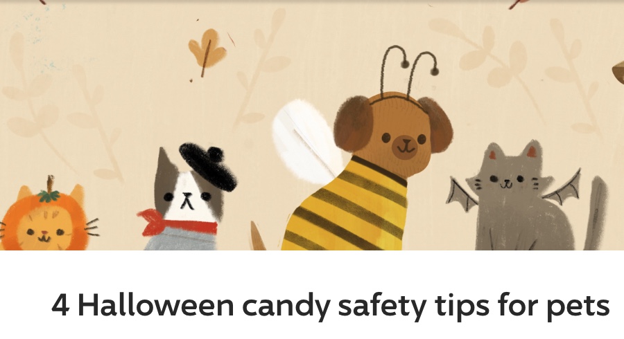 CindyLukeRealt1's tweet photo. As much fun as it can be, and as adorable as pets are in costumes, all the easily accessible candy and sweet treats can present potential health issues for curious pets.

#petsafety #livingwithpets #petfriendlyhomes #safetytips

https://t.co/eksopVX6m0 https://t.co/qr94OqIzbS