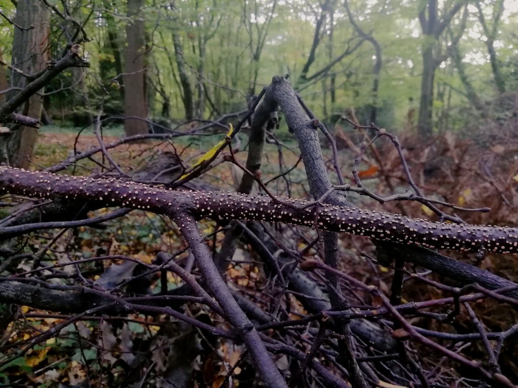 Clusters of Coral Spot blobs appearing on coppiced branches in Highgate Wood.

Nectria cinnabarina
#365DaysWild 🍄 #LondonFungi
