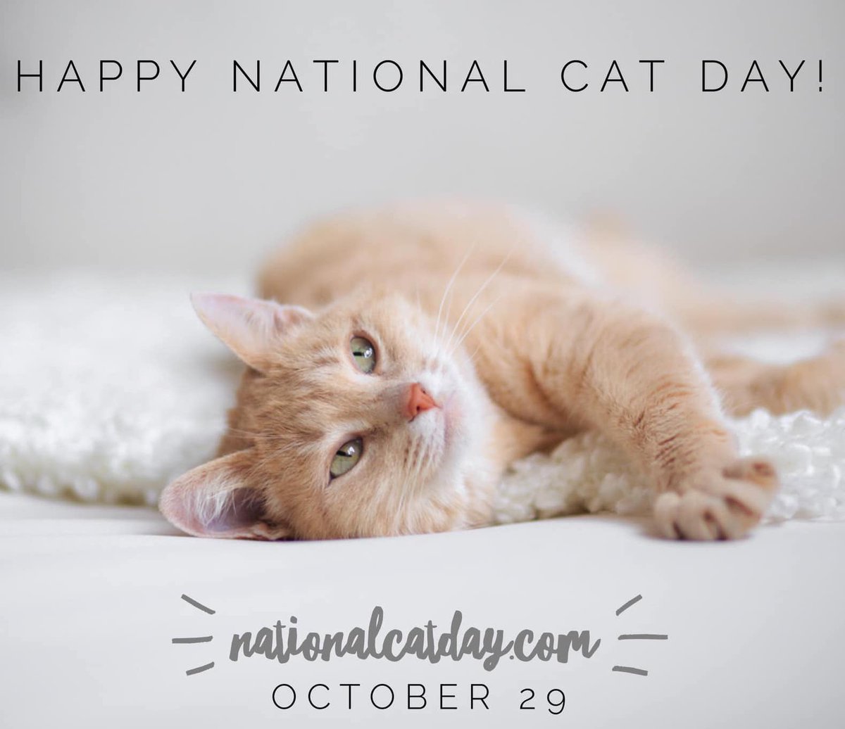 ALAtlanta's tweet photo. #nationalcatday #cats #rescue #AdoptDontShop https://t.co/VqXCfeACVs