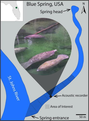 #Manatees are difficult to detect, particularly cryptic populations that inhabit areas with limited water clarity. This paper evaluates the effectiveness of using vocal detections to estimate manatee abundance: doi.org/10.1121/10.001… @NewCollegeofFL @savethemanatee @CREEM_cake
