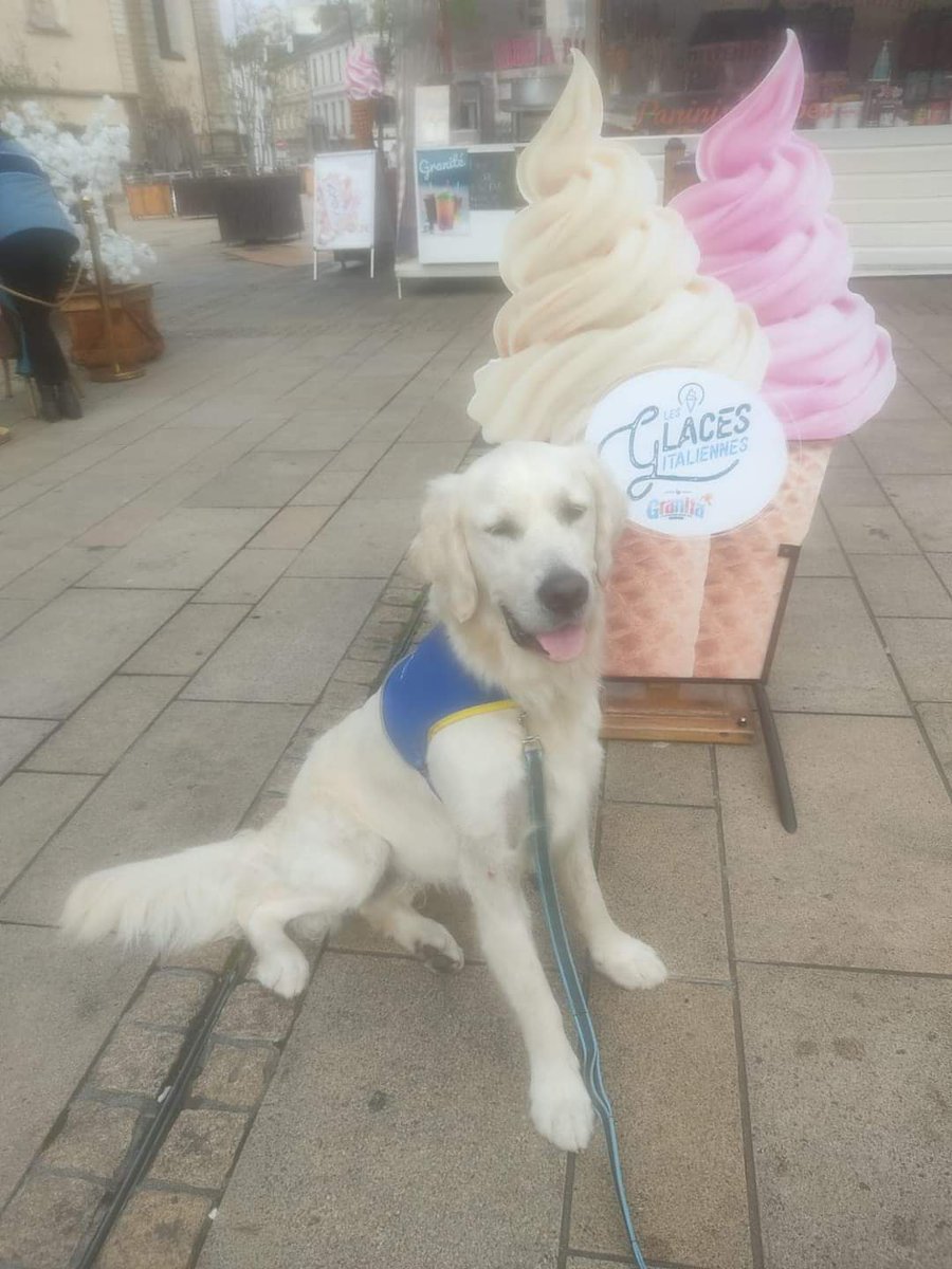 Sylvielepage61's tweet photo. La semaine de Stark au Centre Handi'Chiens Alençon. Il travaille bien mon loulou 🥰😊. https://t.co/Ot7mfskKGN