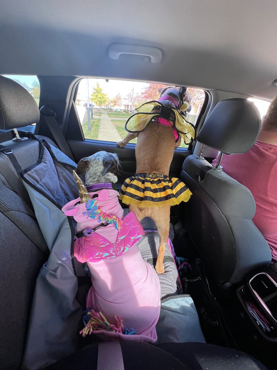 Blue_Lynn88's tweet photo. @CrumblCookies Do puppies count?! We’ve got a bubble bee🐝, a queen bee👑🐝, and a unicorn🦄! https://t.co/jCWEtafR6z