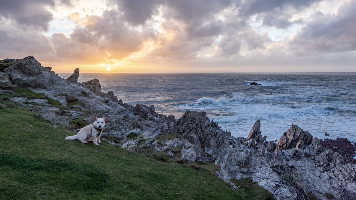 mcsparkyj's tweet photo. Some pictures from a walk around Morte Point this evening, featuring gorgeous (but miffed) Ollie 🌅🐶🌊  #mortehoe #woolacombe #northdevon https://t.co/WqRCPdcPZW