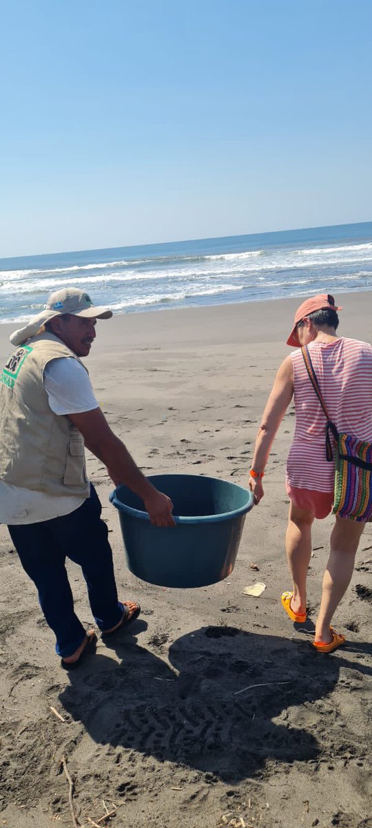 CONAPgt's tweet photo. #TortugaCarey regresa al mar 🌊
Personal del #CONAPSuroriente realizó la recepción, evaluación y liberación de #tortugamarina #carey. A diferencia de la parlama, de esta especie no se permite la comercialización de huevos, toda la nidada debe entregarse al #tortugario. https://t.co/993UYVGdHA