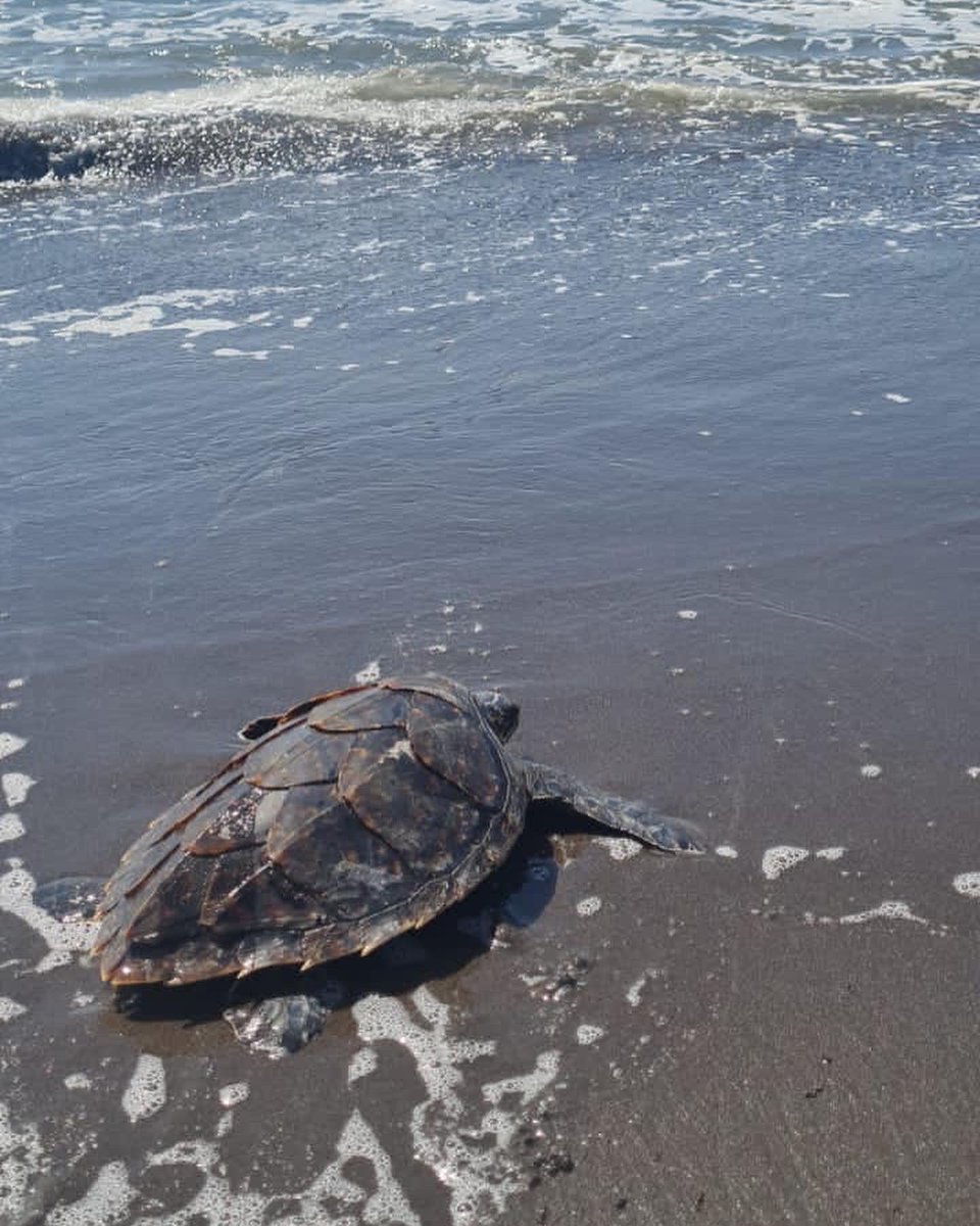 CONAPgt's tweet photo. #TortugaCarey regresa al mar 🌊
Personal del #CONAPSuroriente realizó la recepción, evaluación y liberación de #tortugamarina #carey. A diferencia de la parlama, de esta especie no se permite la comercialización de huevos, toda la nidada debe entregarse al #tortugario. https://t.co/993UYVGdHA