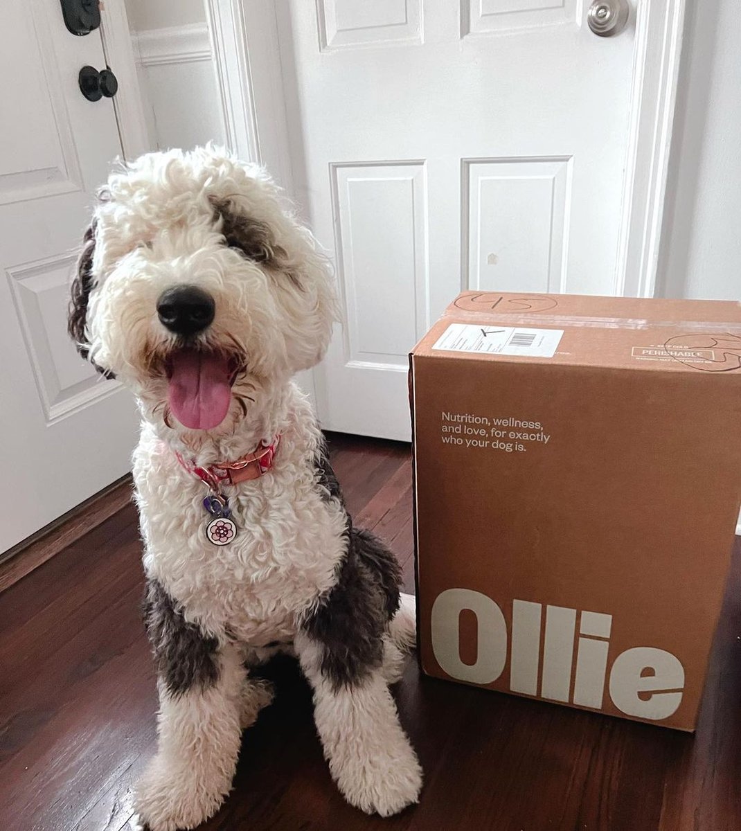 Usually, we'd hype up our box and the goodies inside, but Bailey really has the looks down to the curly curls. Get it, Bailey!

#ToKnowThemIsToLoveThem
@baileythesheepadoodle_
