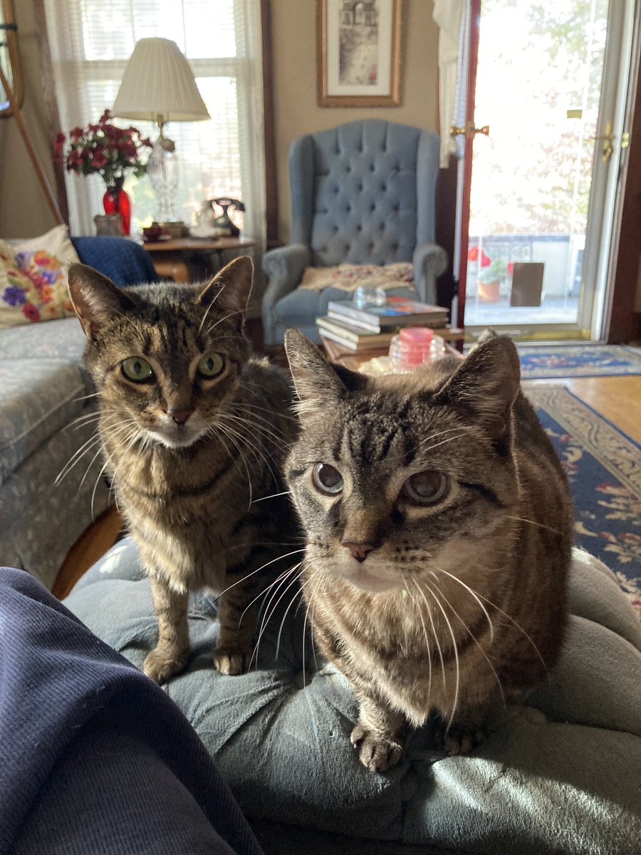 JanisPassons's tweet photo. “Happy National Cat Day” ❤️ “Stand back Dolly, Cats Rule”! https://t.co/T13WjXzpig