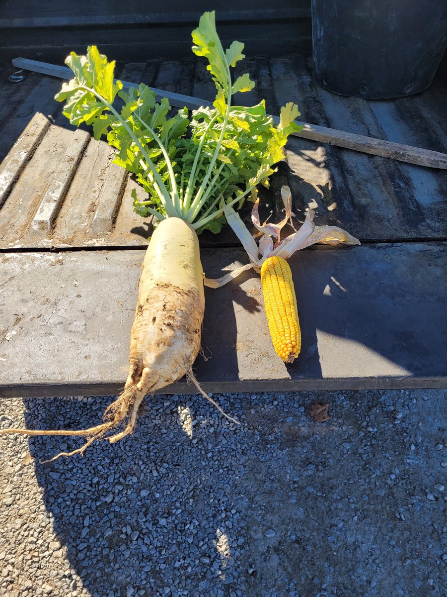 Cover crop growing in the corn this year is amazing. Wish we could grow corn cobs as big as these radishes!