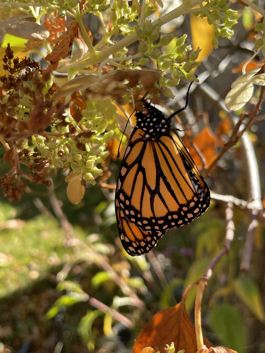 Beautiful day for the final butterfly from #Waystation16788. This years total protected and released was 89. They is 98 less than 2021! Let me know if you want help with native nectar and milkweed come spring.