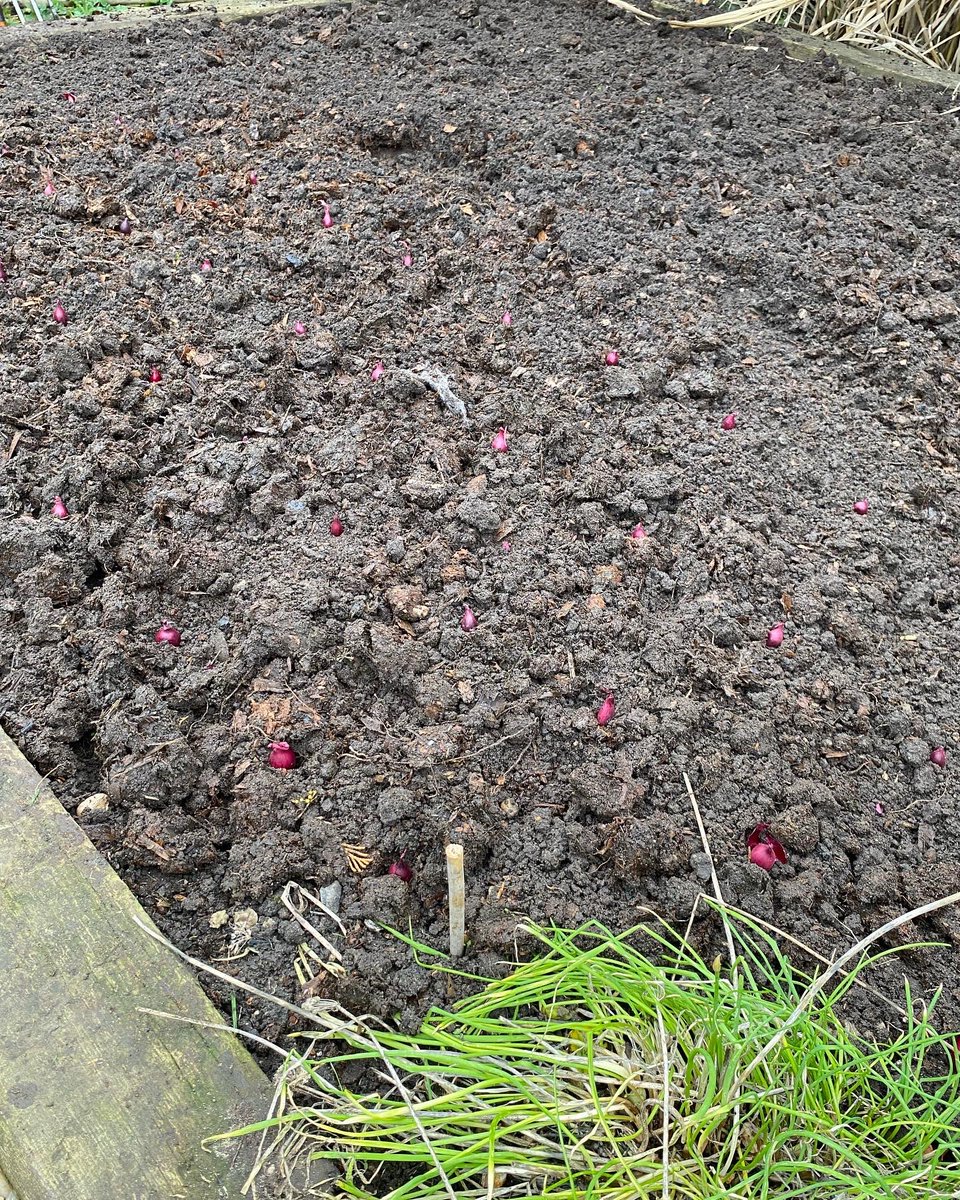 Dug in some well rotted manure to my raised veg bed and planted some red onion sets and garlic #growyourown
