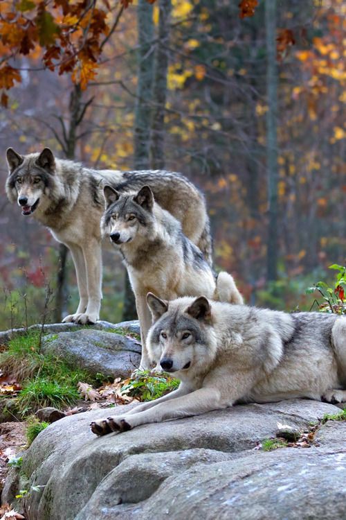 #wolf #savewolf @wolfrescues22