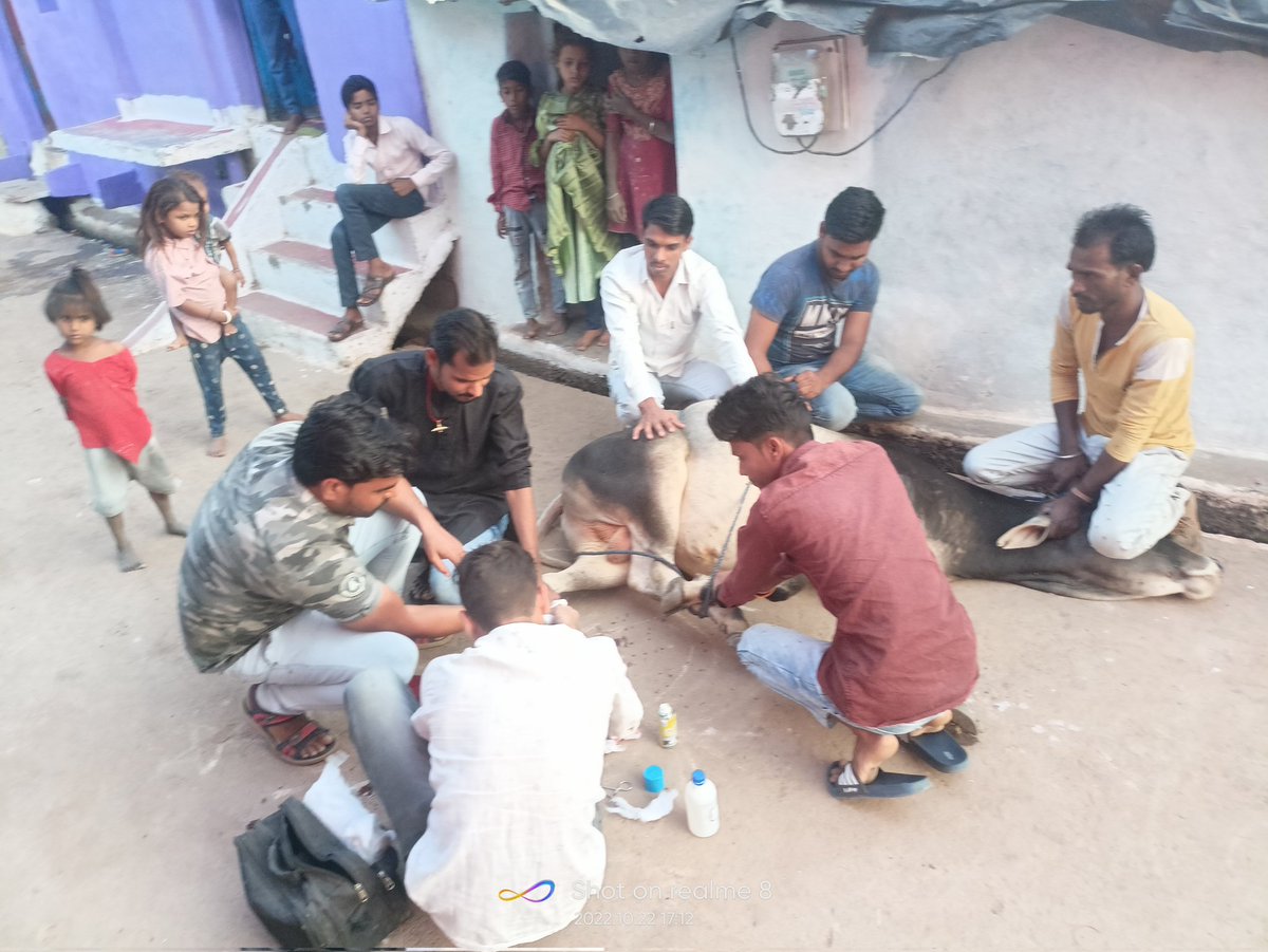 SemraYadav's tweet photo. गौ सेवा समिति अशोकनगर  सदैव तत्पर गौ सेवा के लिए @SemraYadav #गौसेवा #gauseva #गाय https://t.co/DCDD1MZI6h
