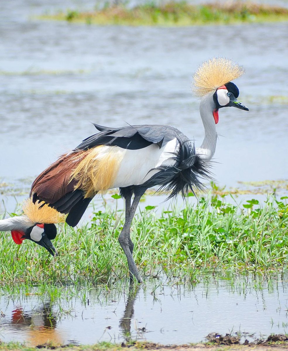 Grey Crowned Crane- Amboseli National Park. #birds #birding #birdphotgraphy #nature #TembeaKenya .