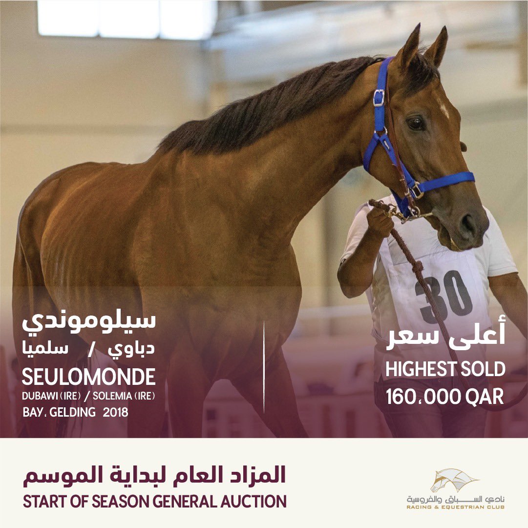 الجواد سيلوموندي، سعر البيع 160,000 ريال قطري #QREC #auction #startofseason #show #race #horses #doha #qatar