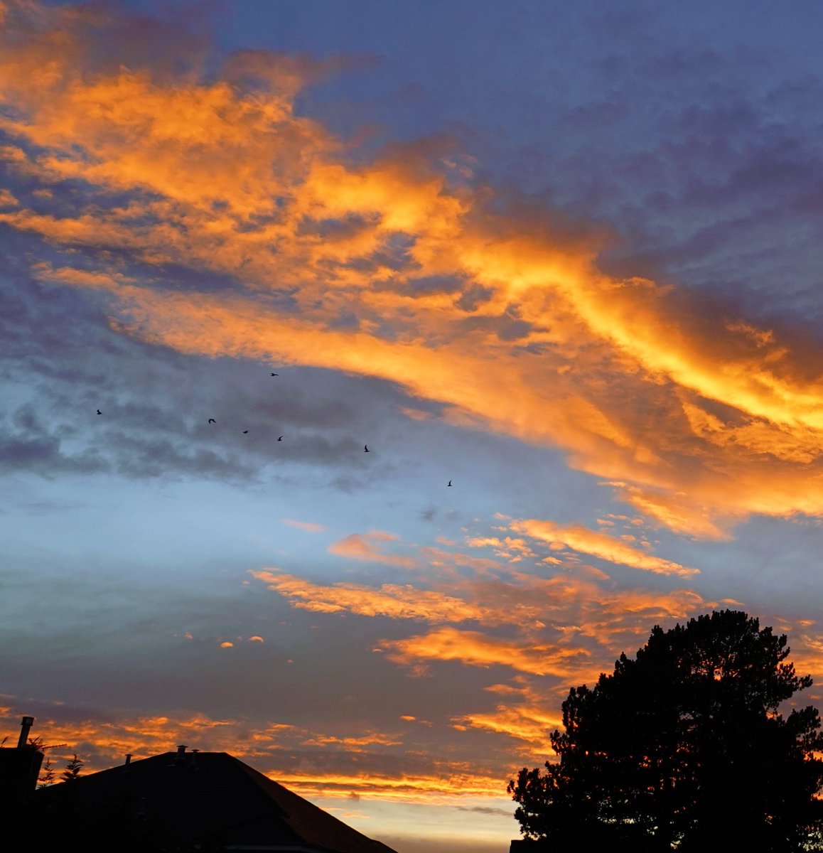 Phil Bodley (@pamandphil) on Twitter photo It's three minutes after sunset on the eve of GMT and the birds fly home to roost. The next time they'll do so at 17:46 will be, yes, the spring.
<a href="/altrinchamtoday/">Altrincham Today</a> It's three minutes after sunset on the eve of GMT and the birds fly home to roost. The next time they'll do so at 17:46 will be, yes, the spring.
<a href="/altrinchamtoday/">Altrincham Today</a>