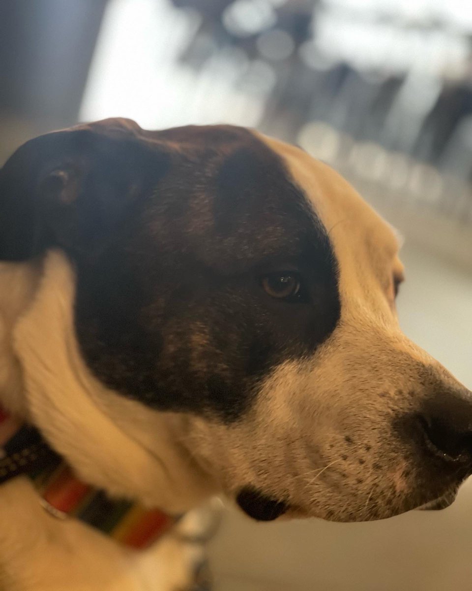 OkiePoky's tweet photo. I went to the brunch today! I had bites of chimkins and waffles, PB treats, and a pupcup, but nobody offered me a mimosa. Rude. #ZSHQ #OkiePoky #brunch #amsaff #staffie #staffiesoftwitter #rescuedogs #goodboy #muttskickbutt #rescuedismyfavoritebreed https://t.co/LEz0Auwy2c