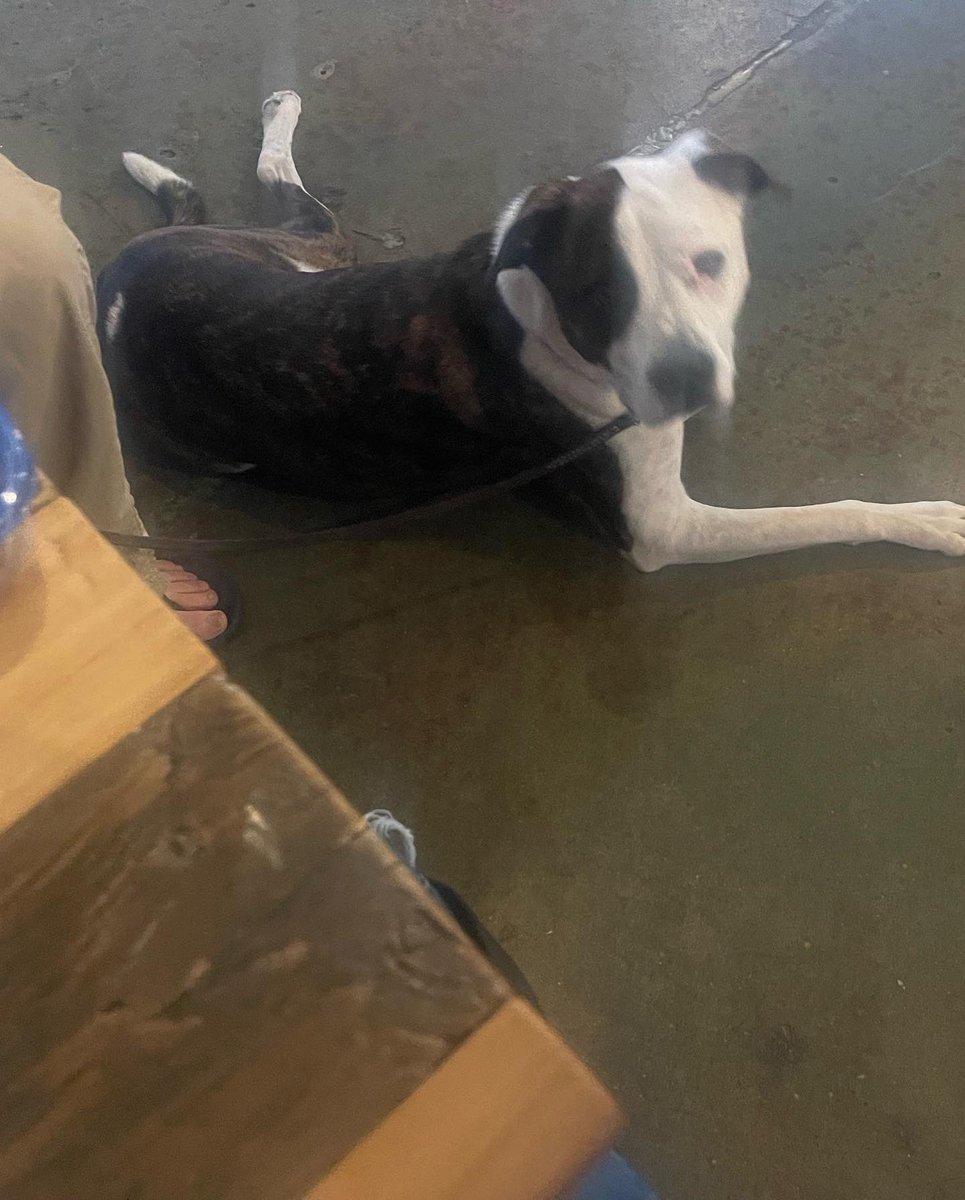 OkiePoky's tweet photo. I went to the brunch today! I had bites of chimkins and waffles, PB treats, and a pupcup, but nobody offered me a mimosa. Rude. #ZSHQ #OkiePoky #brunch #amsaff #staffie #staffiesoftwitter #rescuedogs #goodboy #muttskickbutt #rescuedismyfavoritebreed https://t.co/LEz0Auwy2c