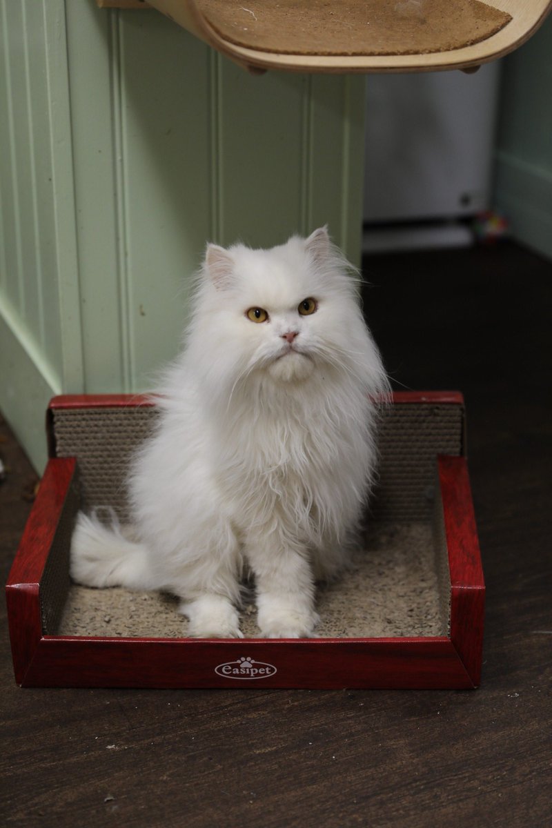 RPG_gallery's tweet photo. Thursday we had the oppertunity to visit the wonderful @BedfordCatCafe! So many cute cats! Absolutely had a lovely time! #CatsOnTwitter #catcafe #Bedford #photography 1/🧵 https://t.co/3T1FtqSgVM
