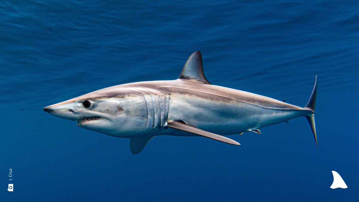 We 👏 @EU_Mare for longtime overdue measures proposed for shortfin mako🦈 in South Atlantic. Initial retention ban, precautionary total mortality limit & measures as agreed for North 👍.
We 📣 to all #ICCAT parties to support this. 

#SharkLeague #EUGreenDeal #EUbiodiversity