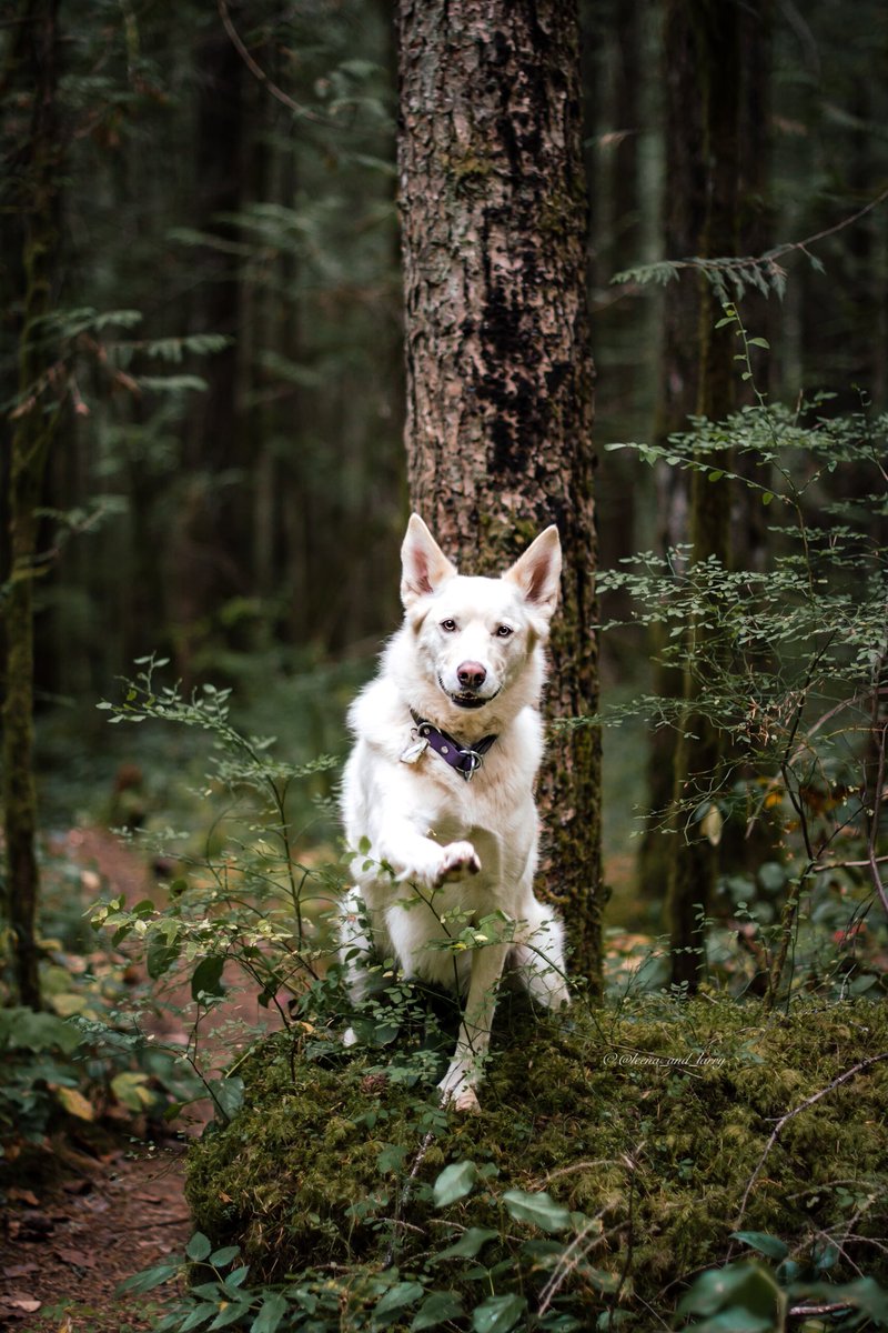 Hello, weekend.
#WeekendMood #Moody #HuskyTwitter