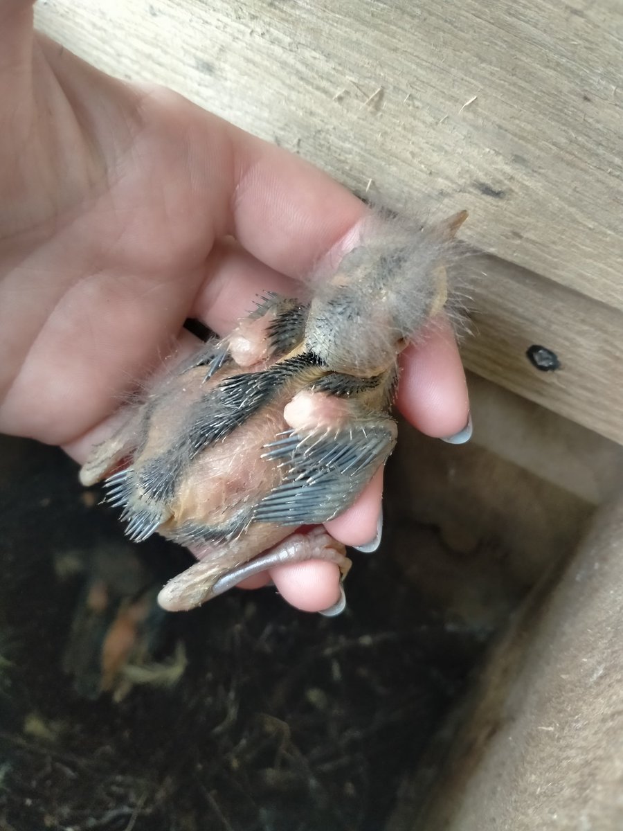 Turning 10 days old means it's time for this mighty chick to get checked for mites. 

Hihi chicks need a few helping hands and watchful eyes to protect them from nest mites. We manage them closely to give them the best chance for survival, which is why we #votehihi for #BOTY2022