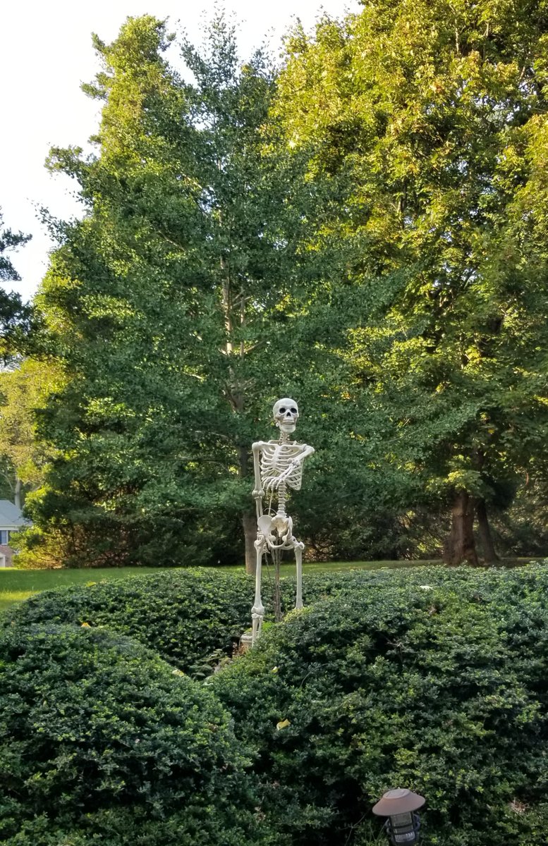 AnaCVW's tweet photo. Happy October and Happy Halloween from Holmdel Gingko. #BLTrees @BrianLehrer @nycbotanist https://t.co/h1hKlXFxxb