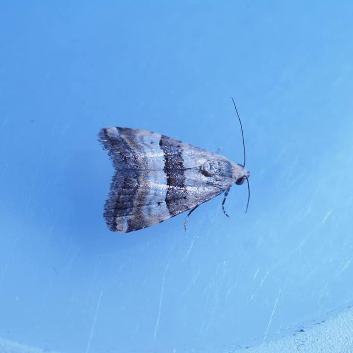 Another Pseudozarba bipartita (2nd for Britain), taken at light in North Essex this evening by Daniel Blyton.