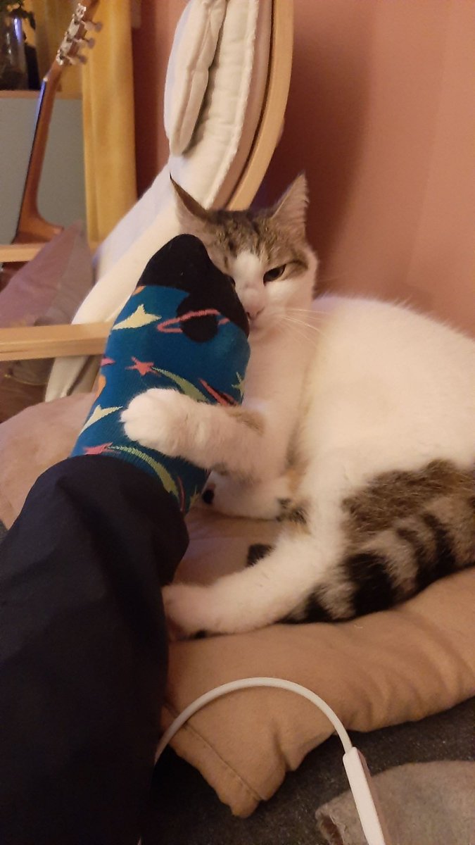 #catcontent selten so viel Interesse für getragene Socken gekriegt.