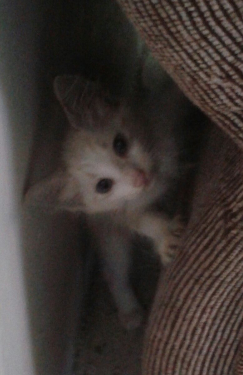 #DiaDelGato 😍🐱