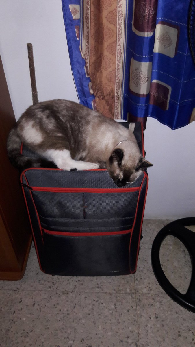 #DiaDelGato ya se quiere ir de viaje 😂😂😂🐱😍