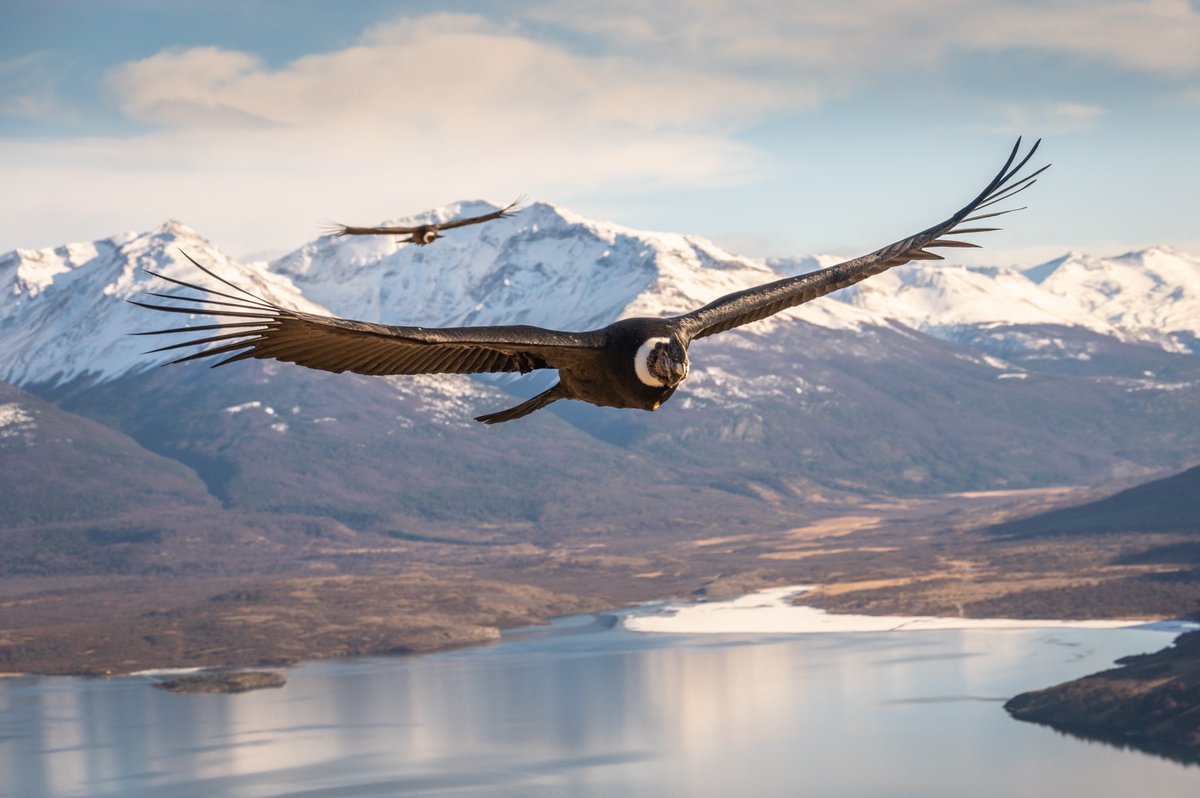 El Condor Pasa 🏔 Foto sacada en Laguna Sofía, Magallanes, Chile 🇨🇱 Dato curioso : el condor andino puede volar hasta 160 km sin batir las alas, según una investigación de las universidades de Swansea (UK) y de Comahue (Argentina). Lo sabías? #Patagonia